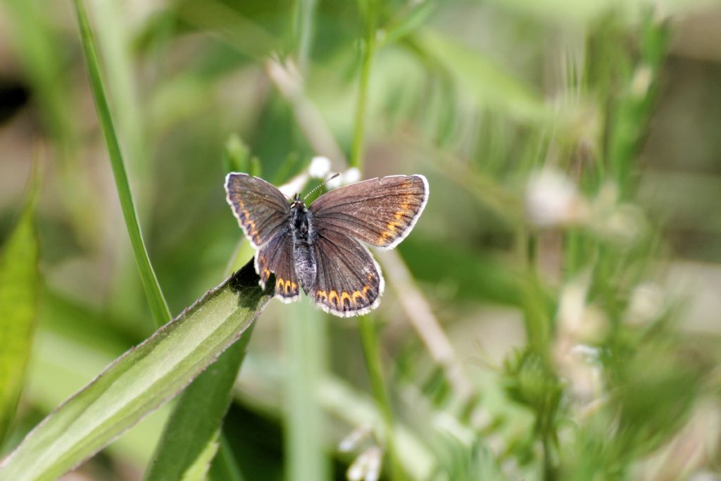 Plebejus?